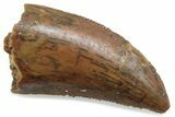 Serrated Raptor Tooth - Real Dinosaur Tooth #376445-1